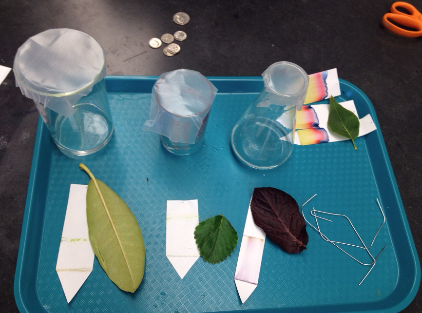 What factors play a role in separating pigments with paper chromatography?